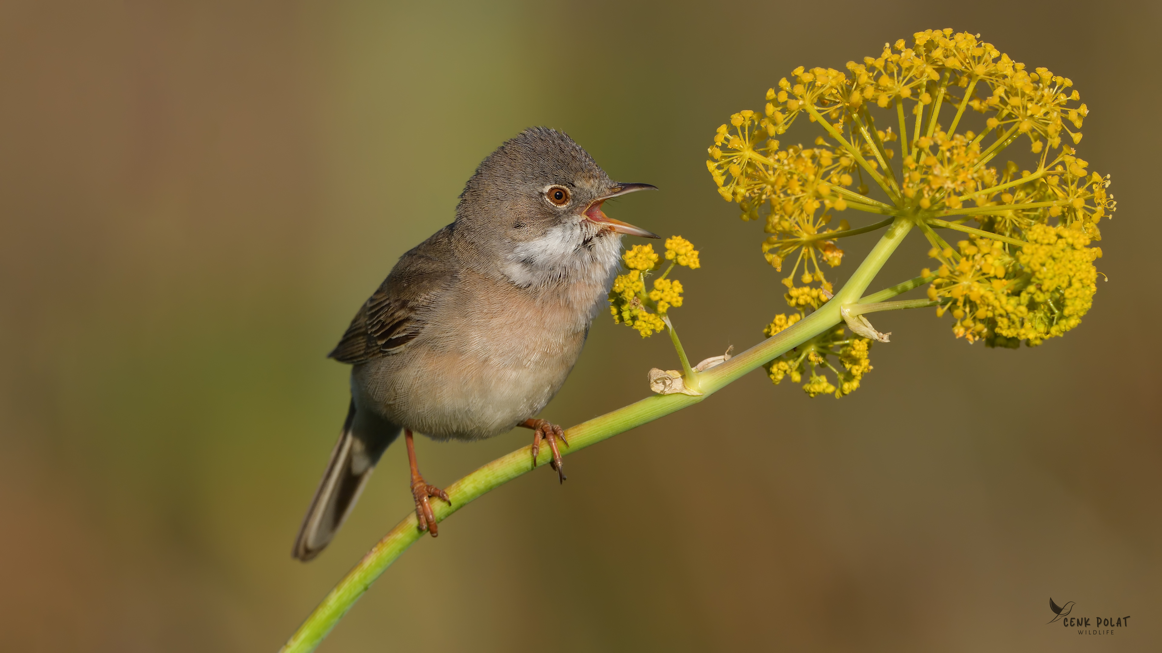 Greater Whitethroat